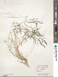 Eragrostis virescens image