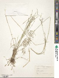 Eragrostis virescens image