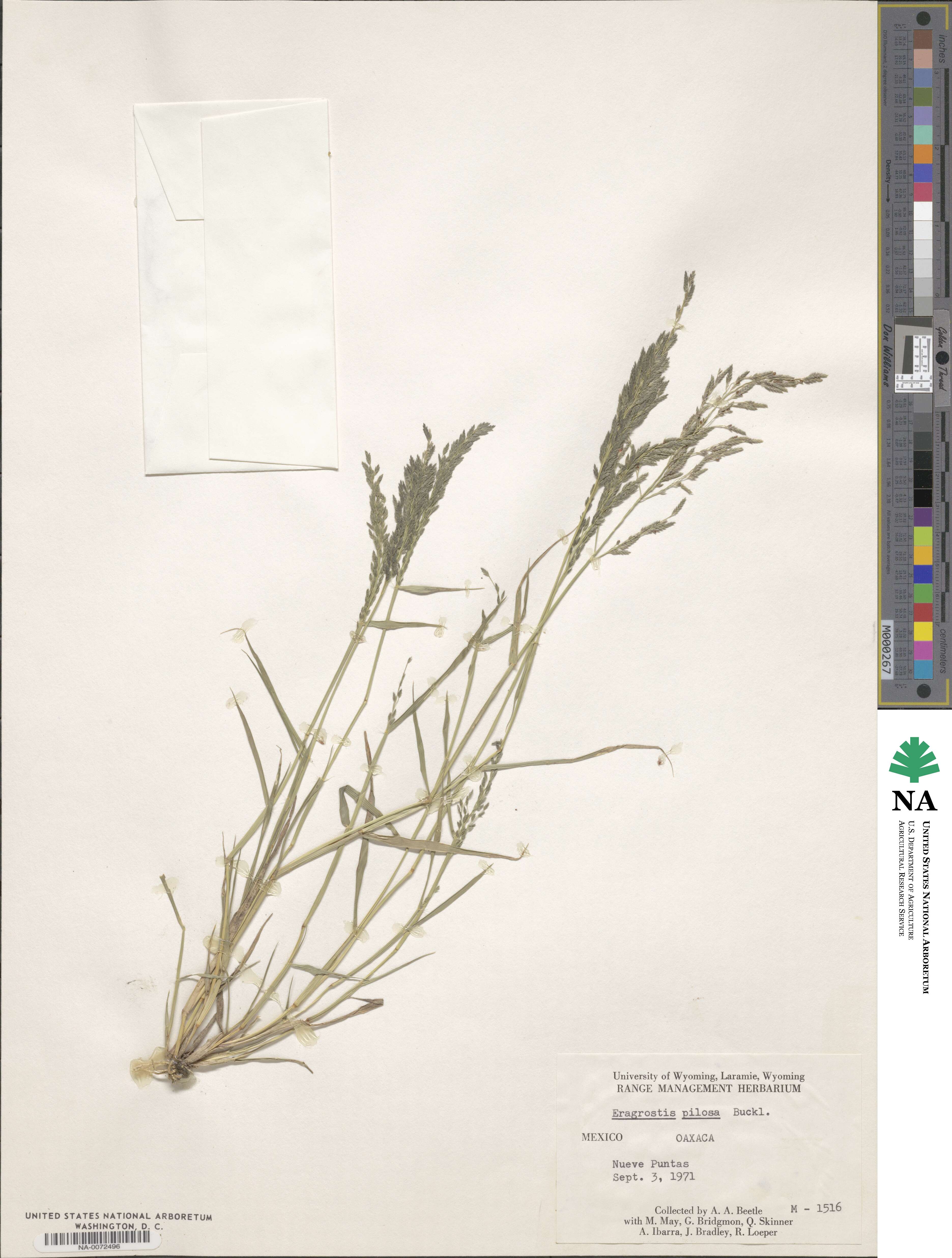 Eragrostis pilosa image
