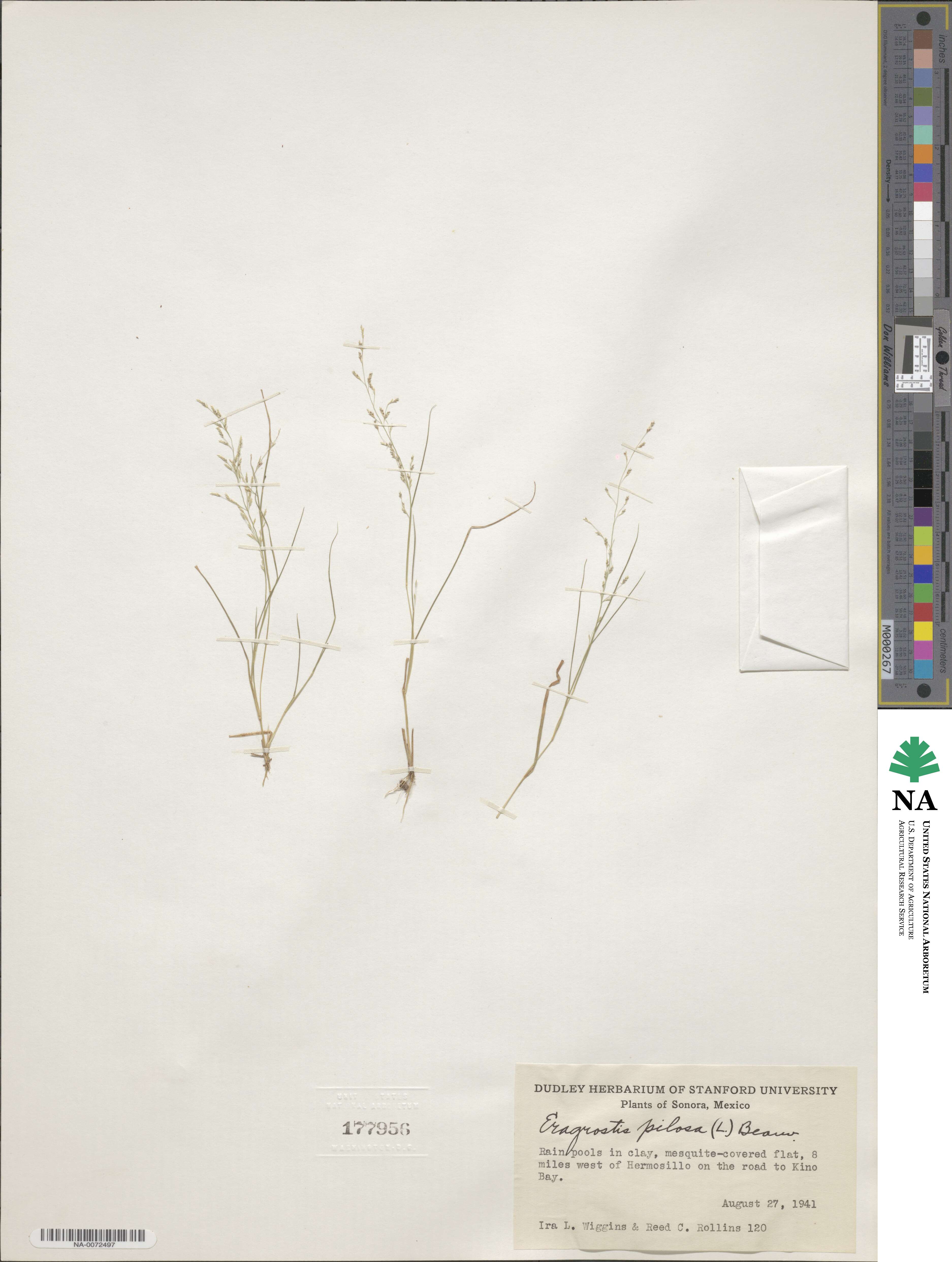 Eragrostis pilosa image