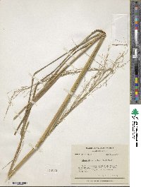 Eragrostis prolifera image