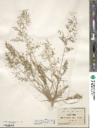 Eragrostis pectinacea image