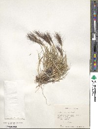 Hordeum comosum image