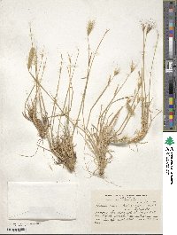 Hordeum comosum image