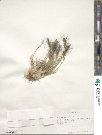 Hordeum comosum image