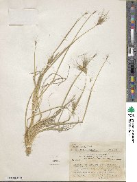 Hordeum comosum image