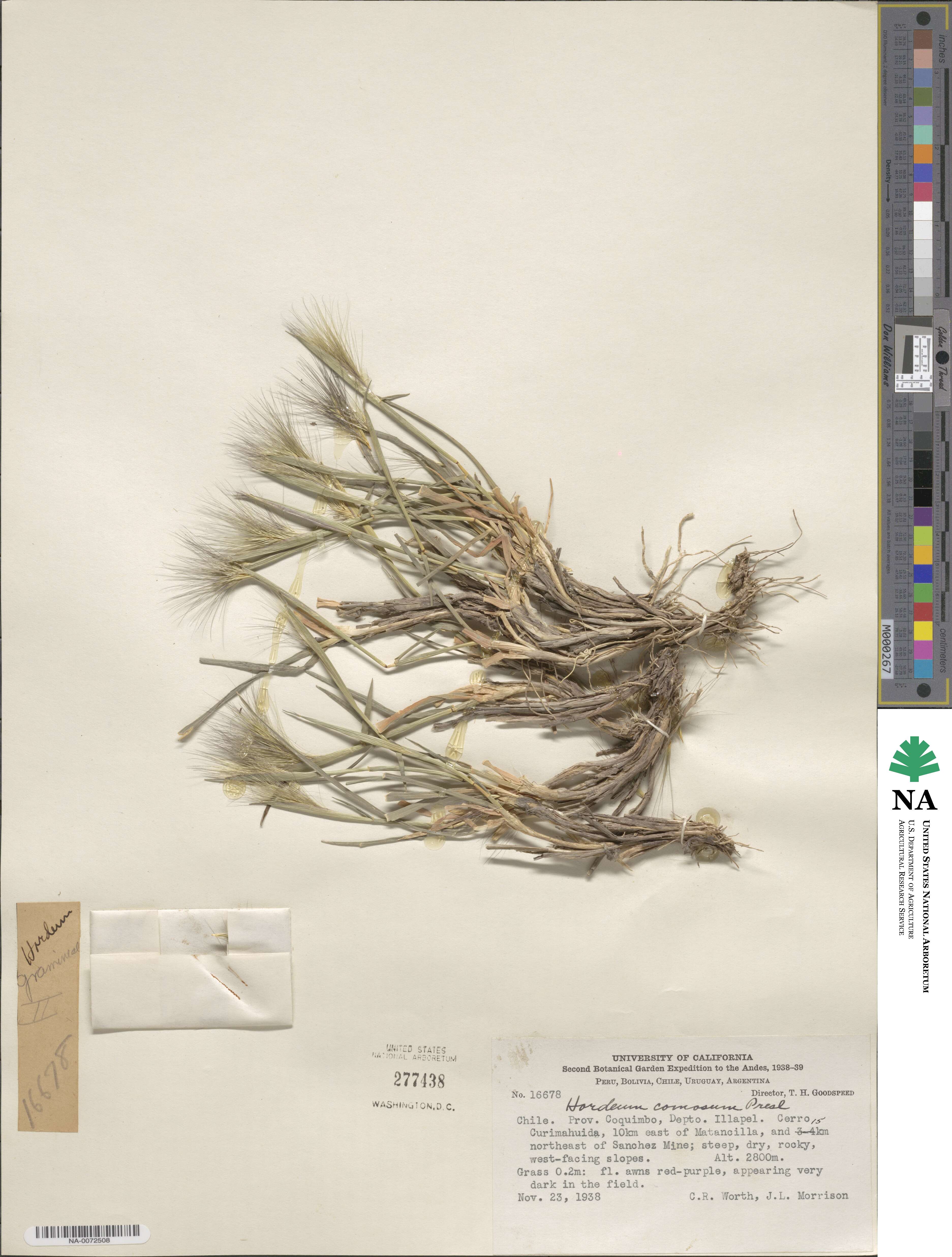 Hordeum comosum image