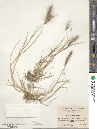 Hordeum comosum image