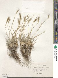 Hordeum comosum image