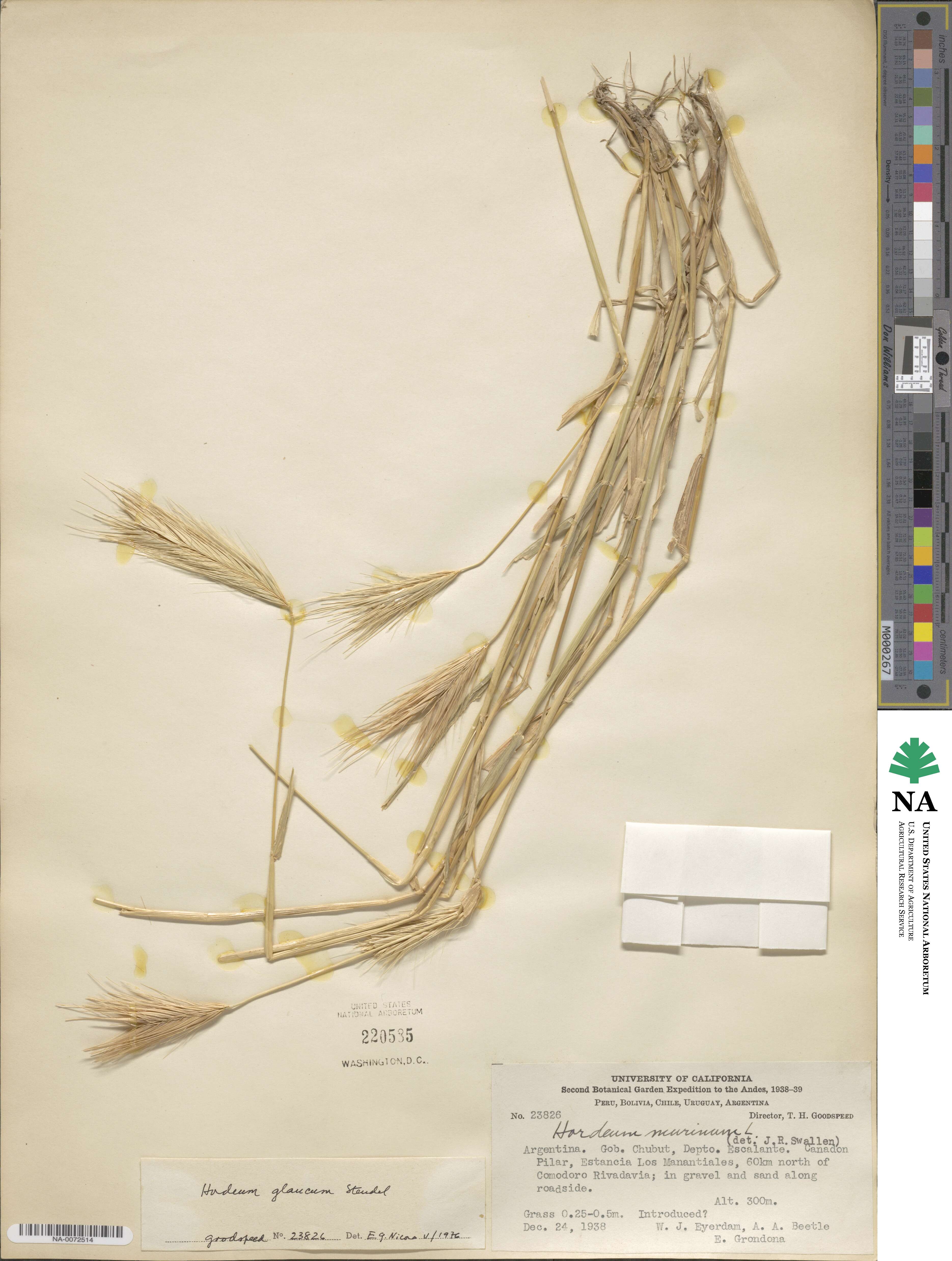 Hordeum murinum subsp. glaucum image