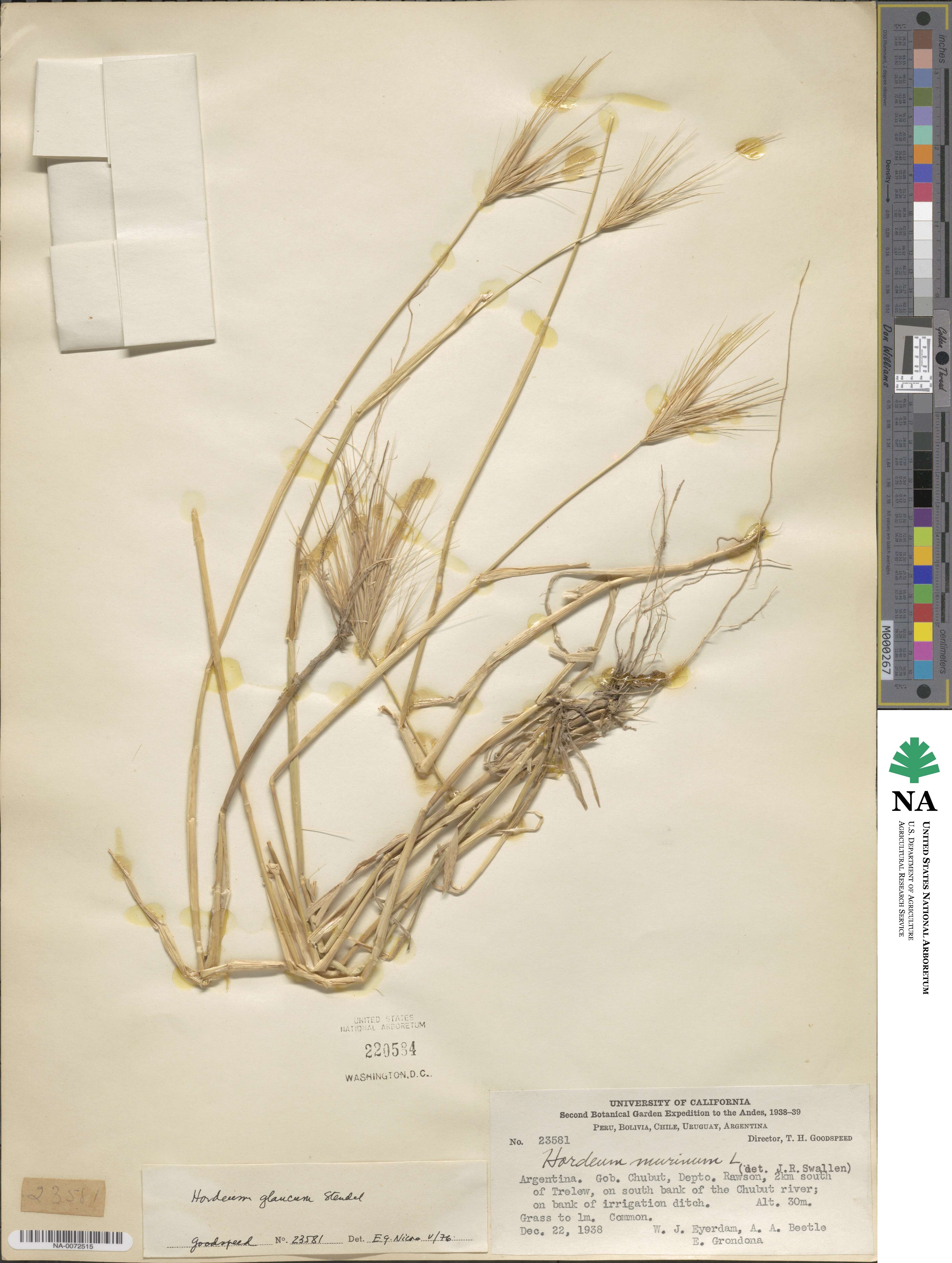 Hordeum murinum image