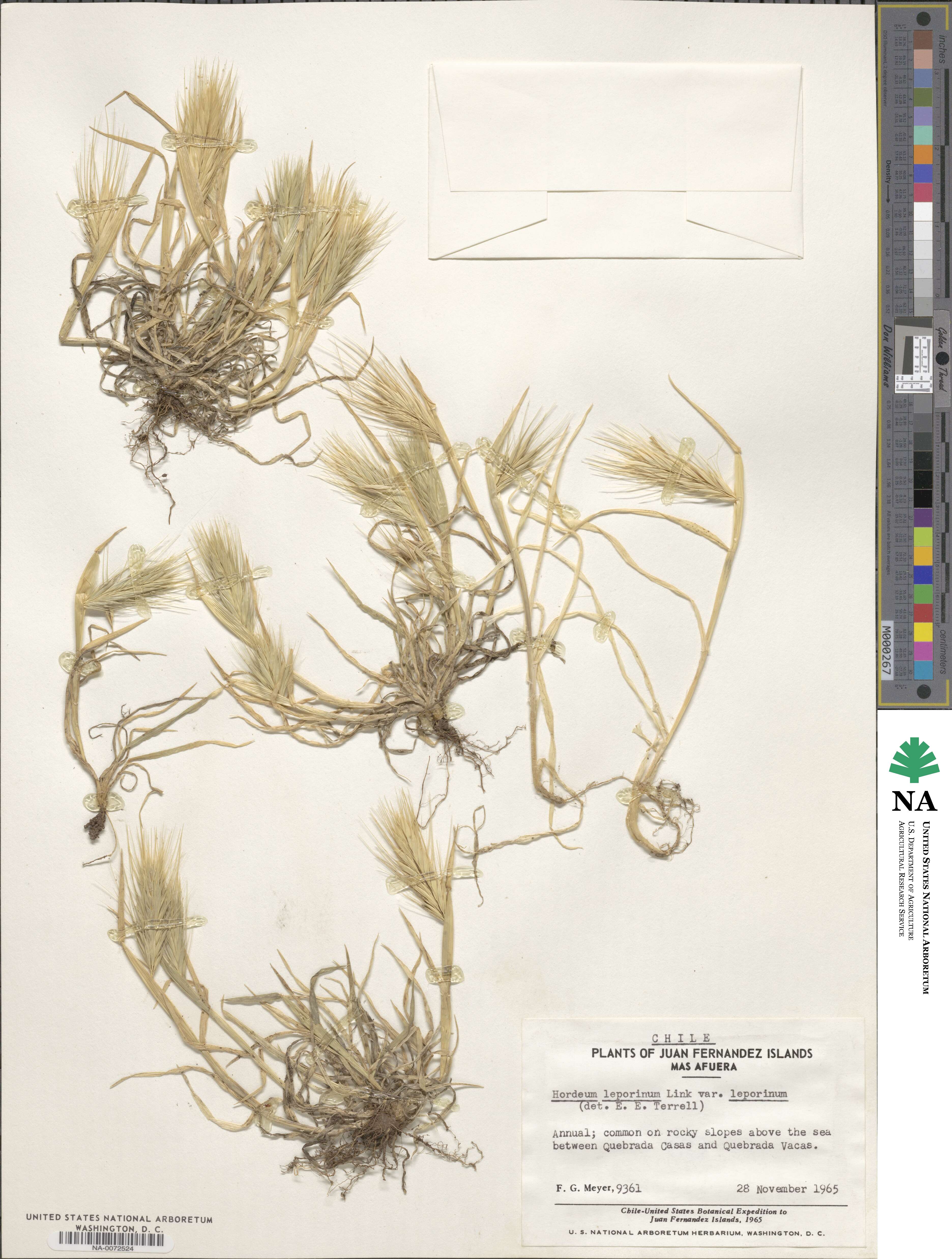 Hordeum murinum image