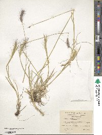 Hordeum pubiflorum image