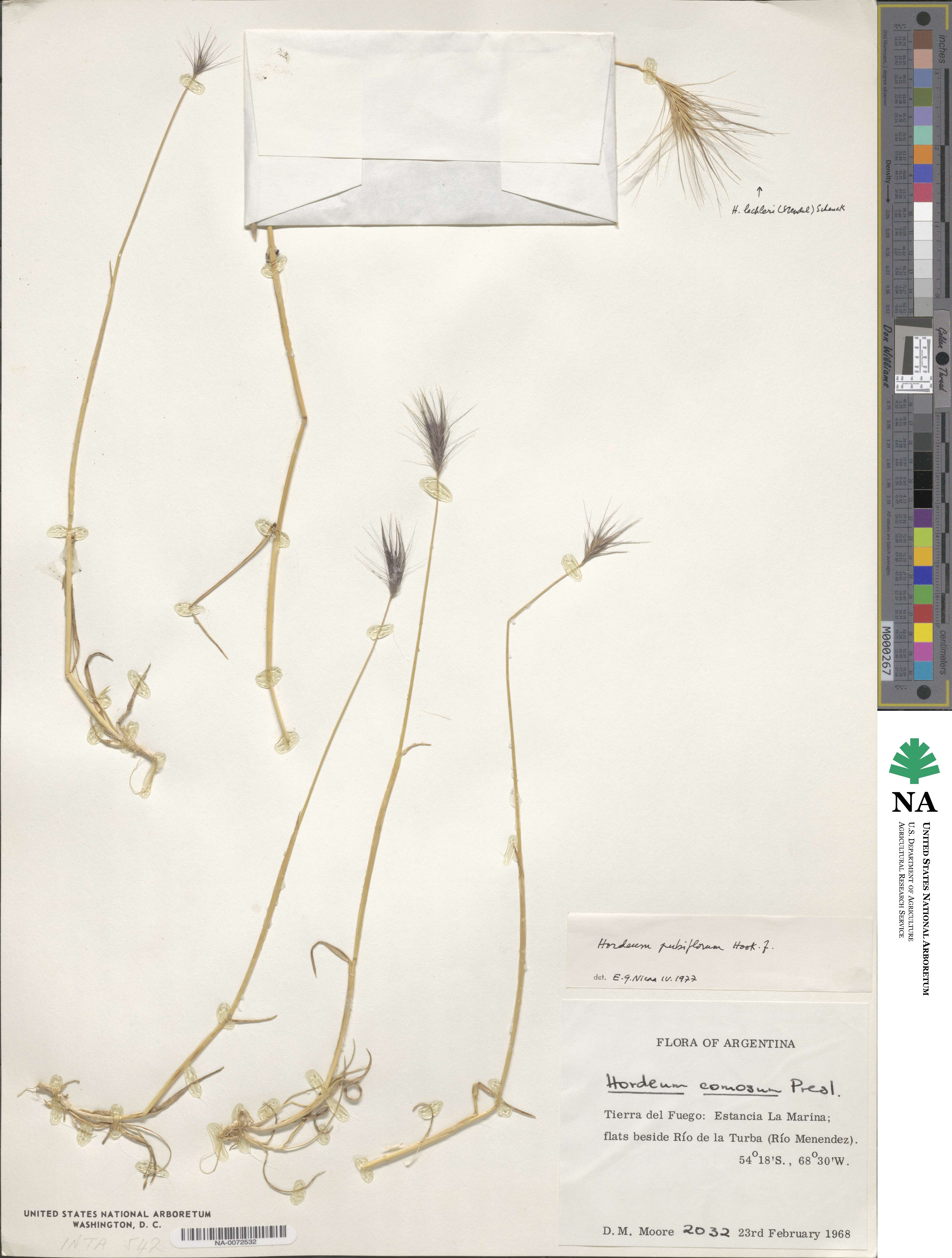 Hordeum pubiflorum image