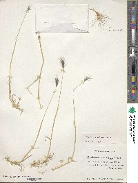 Hordeum pubiflorum image