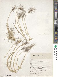 Hordeum pubiflorum image