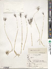 Hordeum pubiflorum image