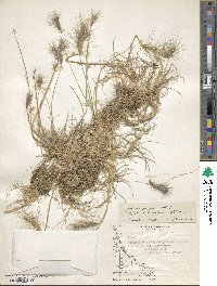 Hordeum pubiflorum image