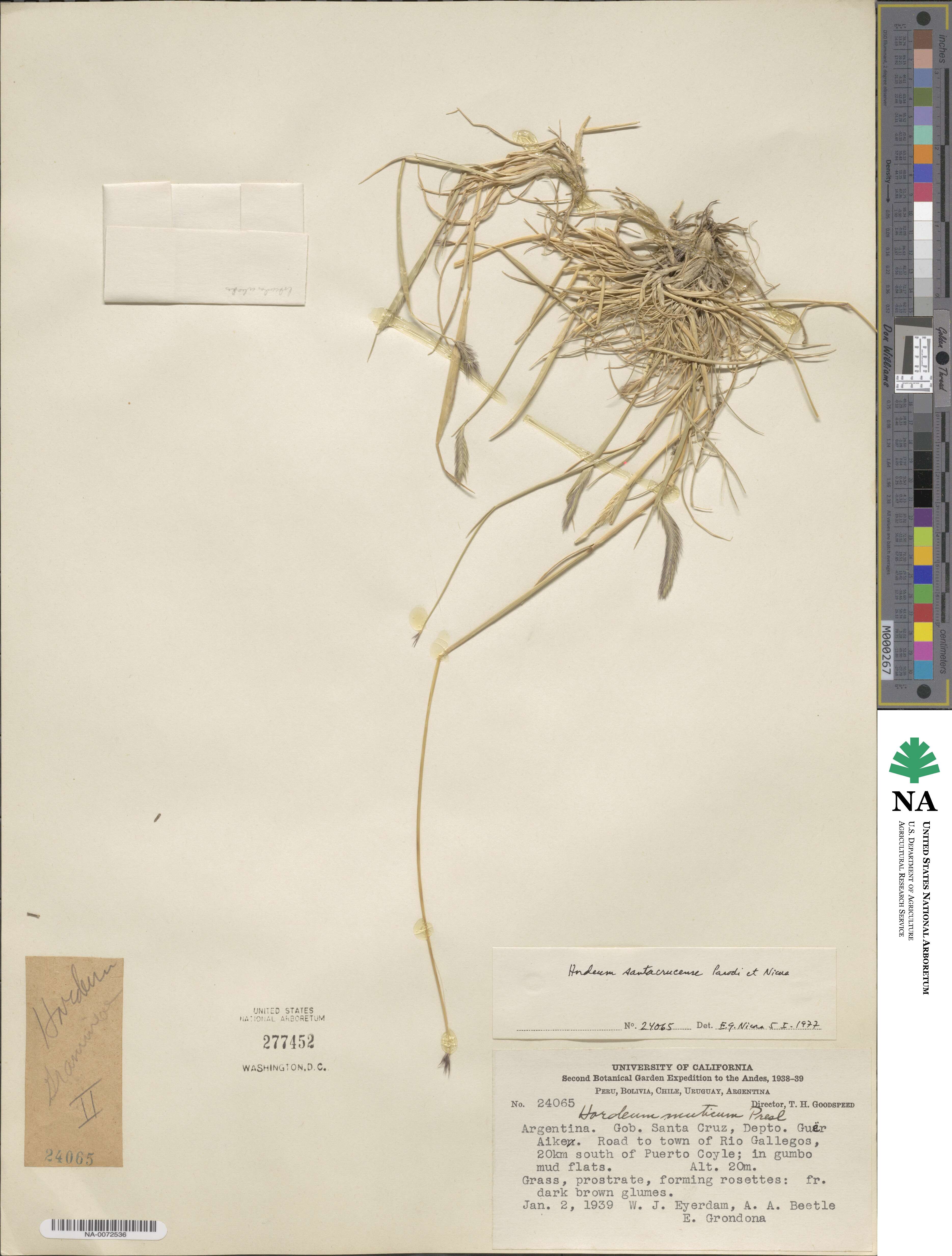 Hordeum patagonicum image