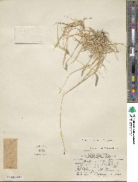 Hordeum patagonicum image