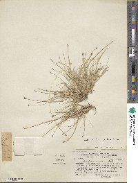 Hordeum patagonicum image