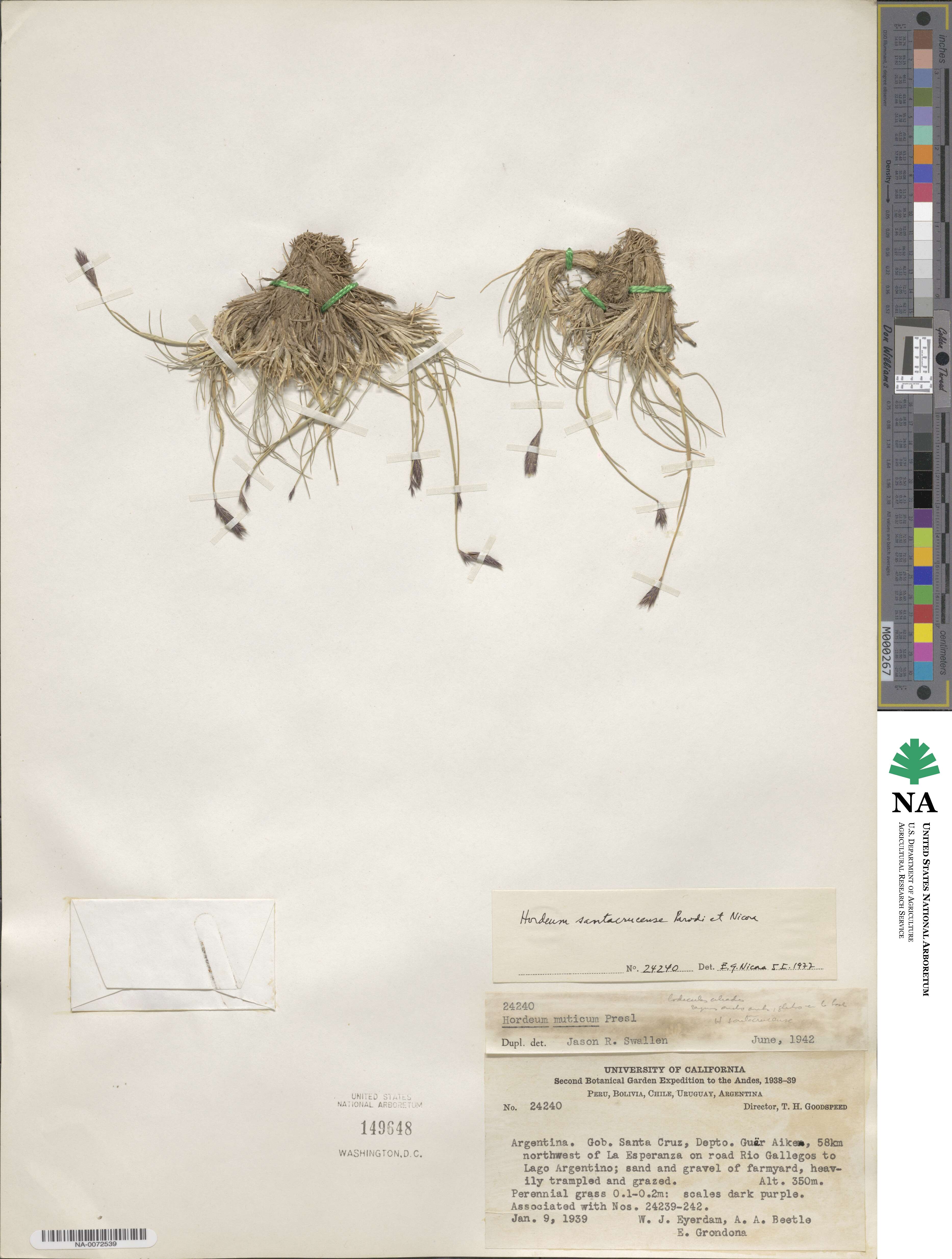 Hordeum patagonicum image