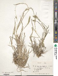 Hordeum chilense image