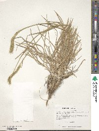 Hordeum pubiflorum image