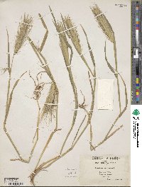 Hordeum murinum image