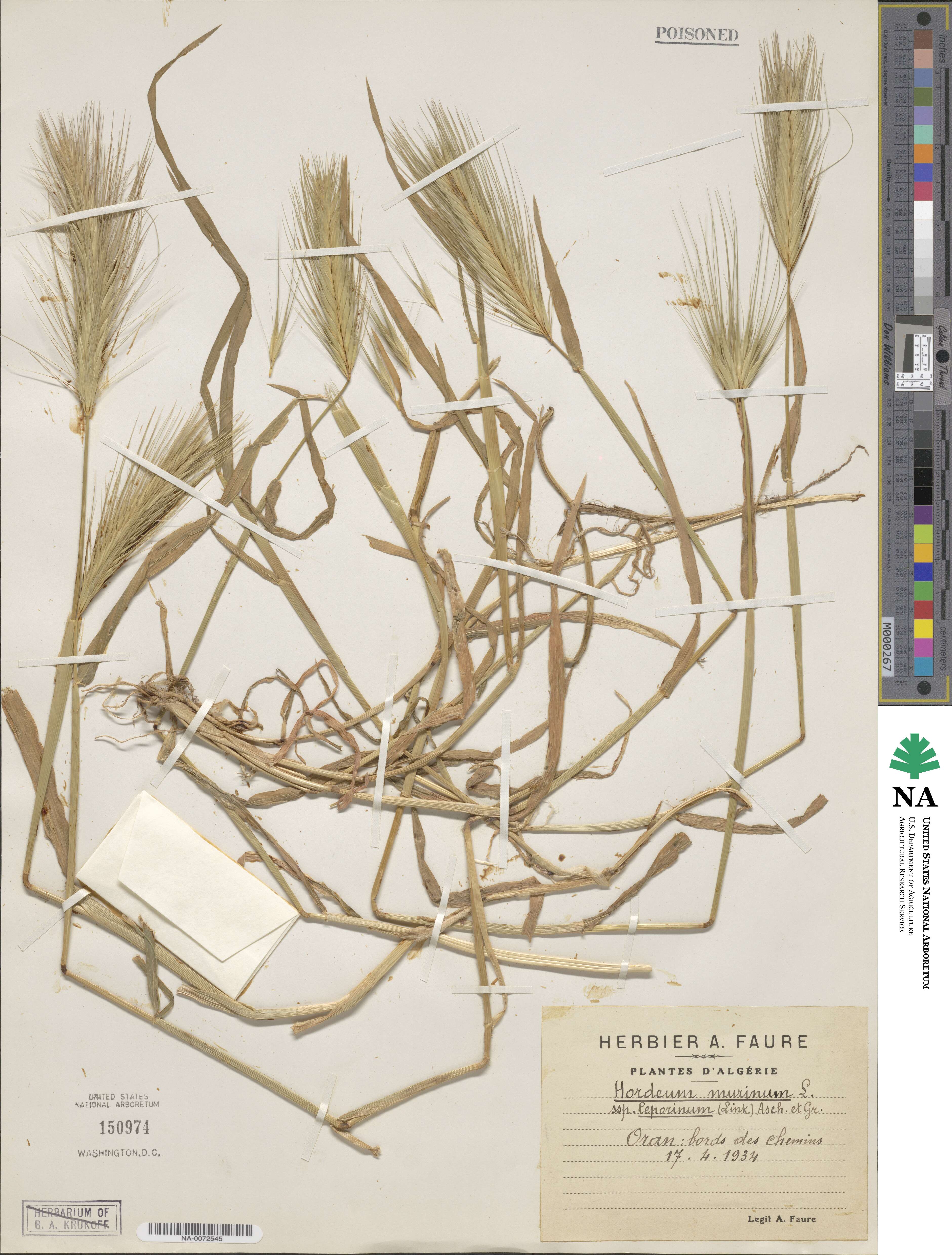 Hordeum murinum image