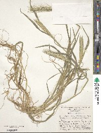 Hordeum murinum image