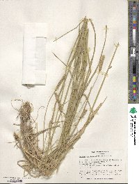 Hordeum brevisubulatum image