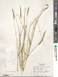 Hordeum brevisubulatum image