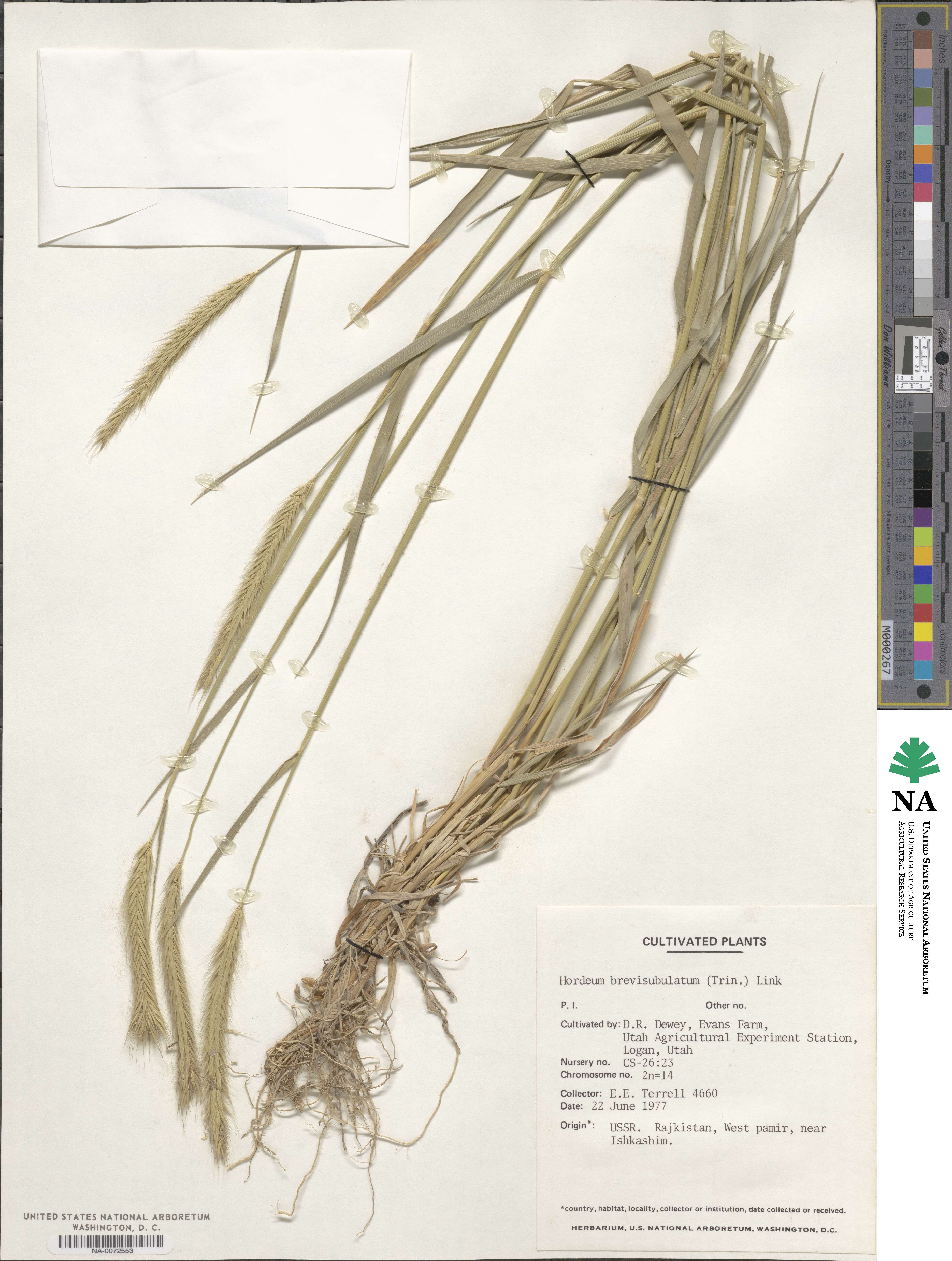 Hordeum brevisubulatum image