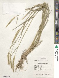 Hordeum brevisubulatum image