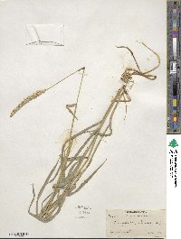 Hordeum brevisubulatum image