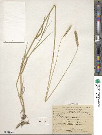 Hordeum brevisubulatum image