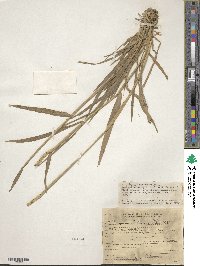 Hordeum brevisubulatum image