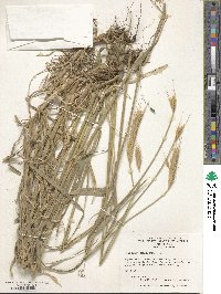 Hordeum bulbosum image