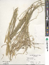 Hordeum bulbosum image