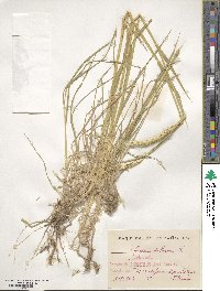 Hordeum bulbosum image