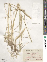 Hordeum bulbosum image