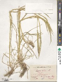 Hordeum bulbosum image