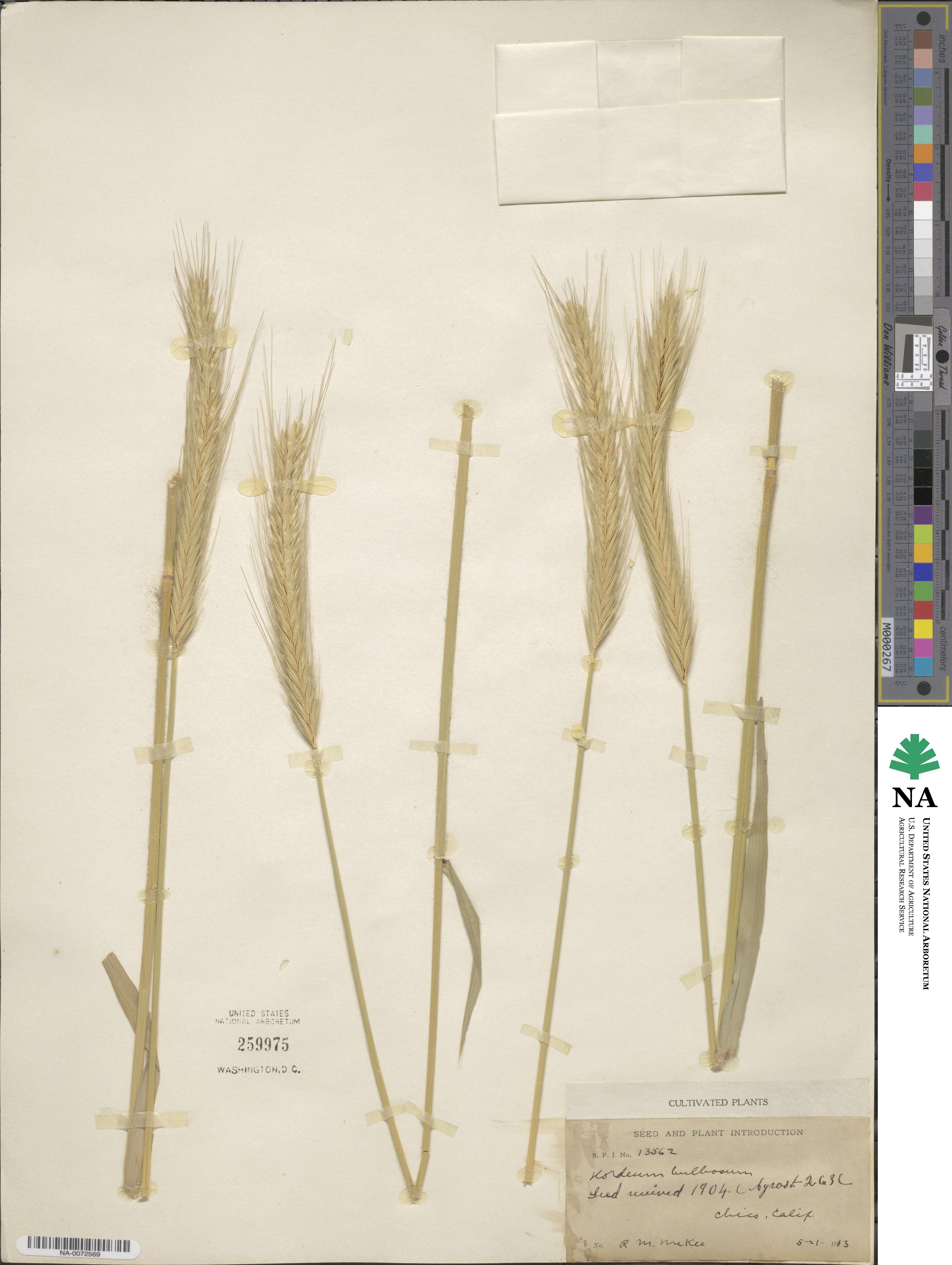 Hordeum bulbosum image