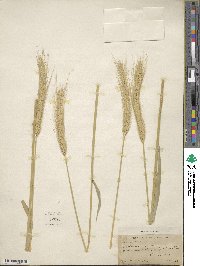 Hordeum bulbosum image