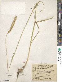 Hordeum bulbosum image