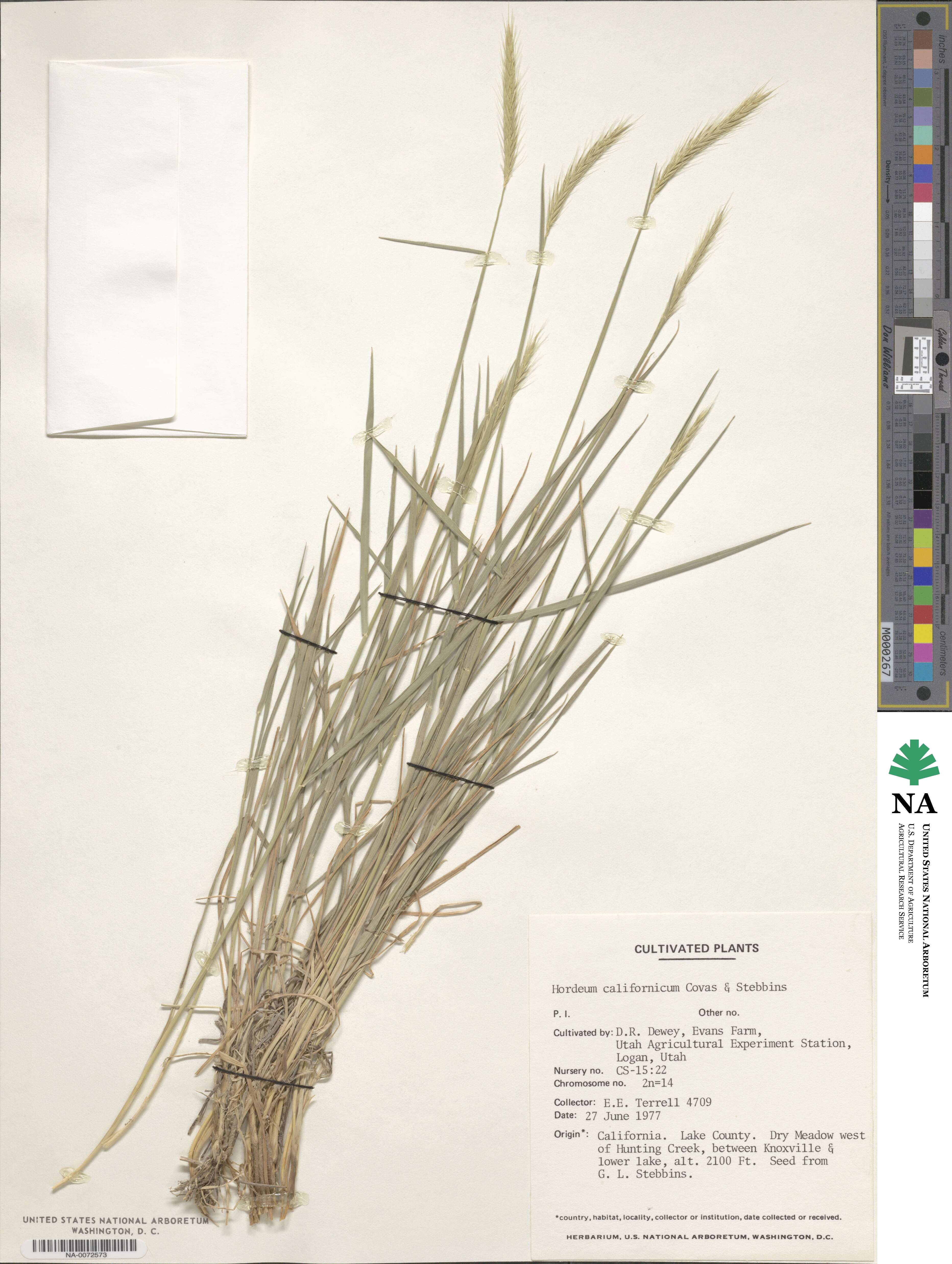 Hordeum californicum image