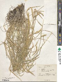 Hordeum chilense image