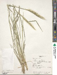 Hordeum chilense image