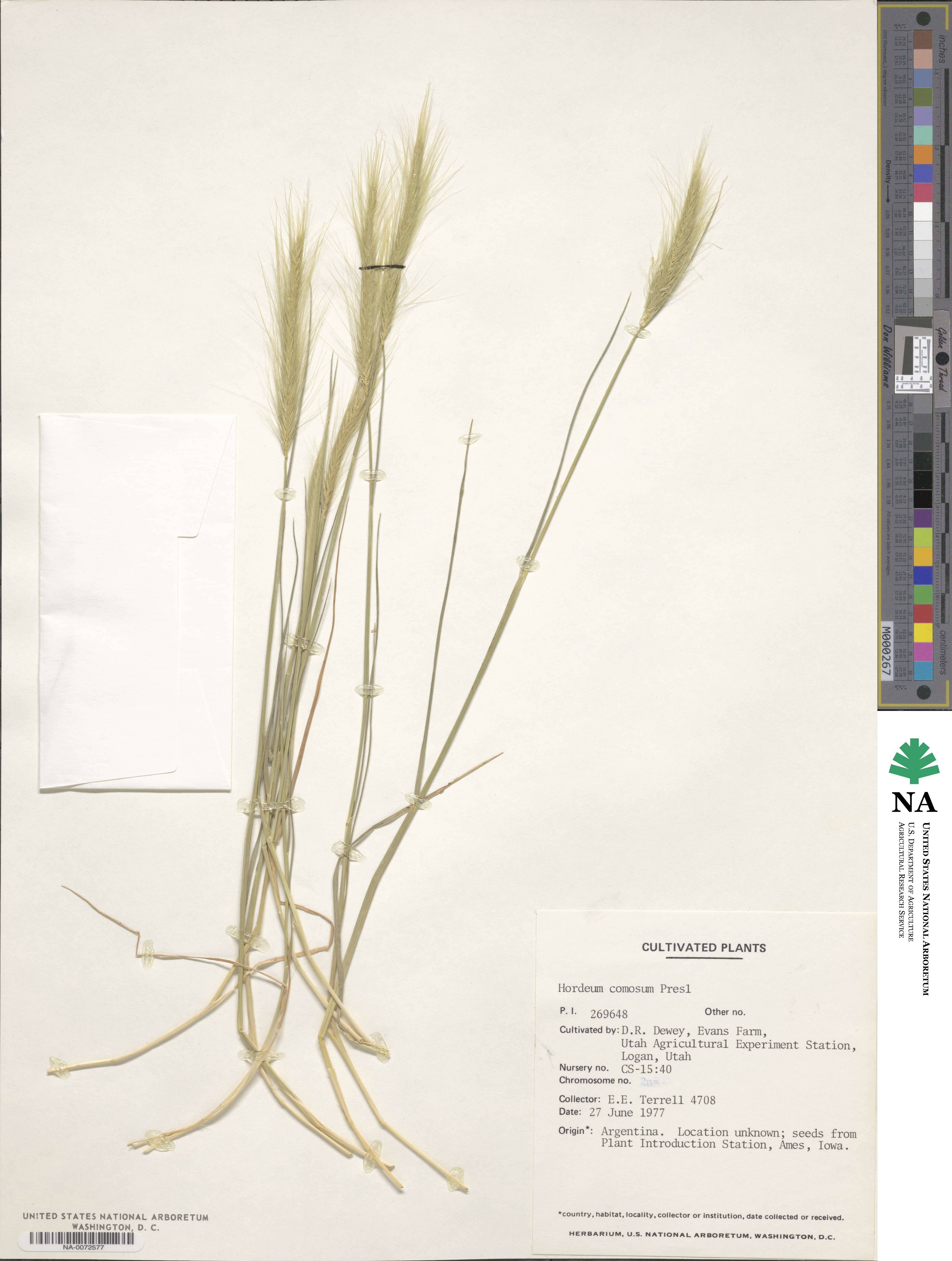 Hordeum comosum image